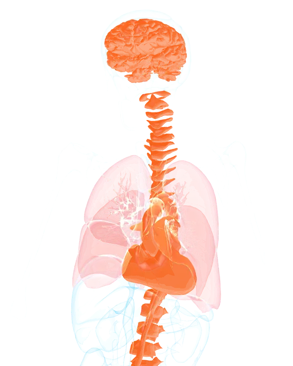 anatomy map highlighting the areas covered by cina: brain, cervical spine, lungs, aorta and spine
