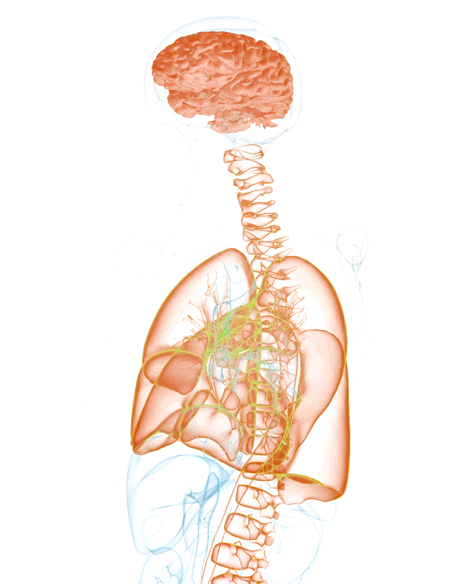 anatomy map highlighting the areas covered by cina: brain, cervical spine, lungs, aorta and spine